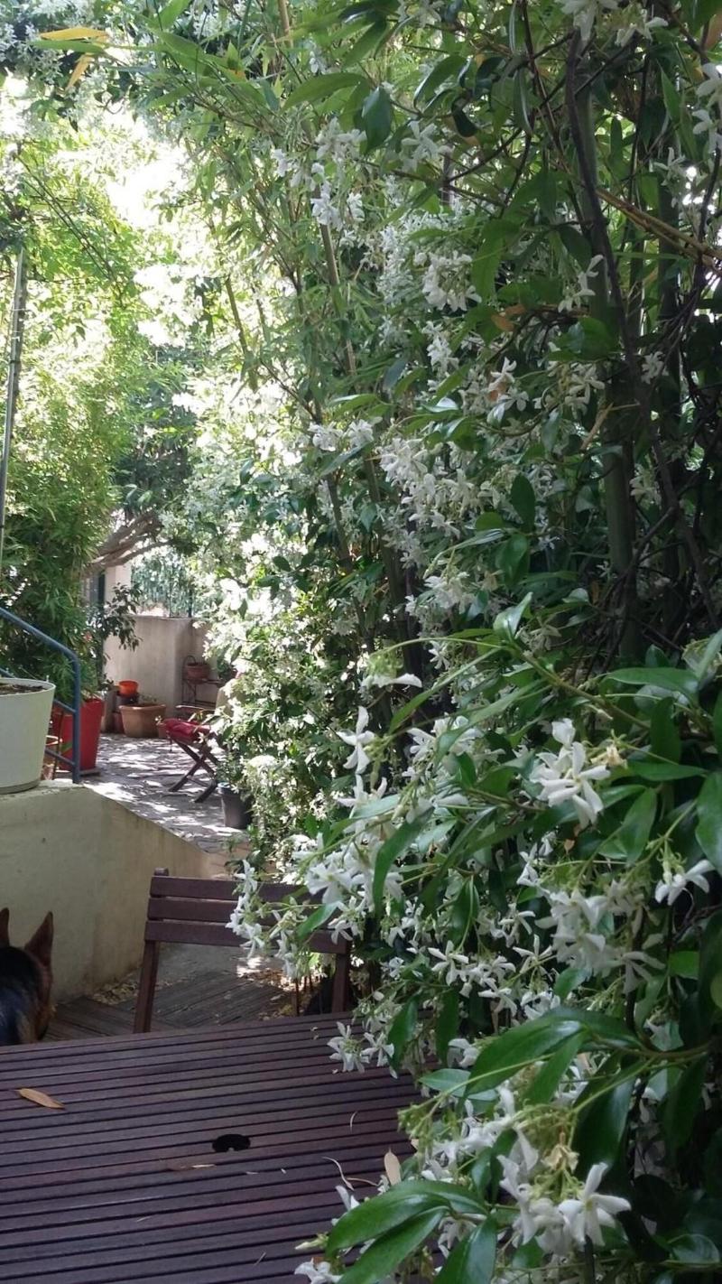 Cielito Lindo image
