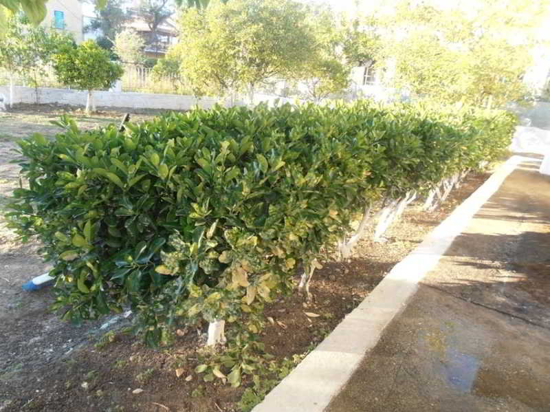 Elenas Garden - Image 8