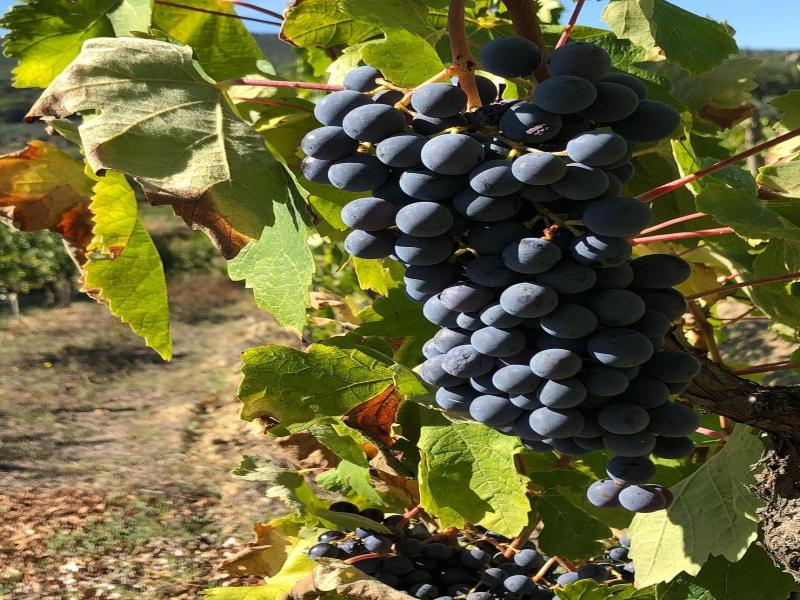 Podere Bellavista image