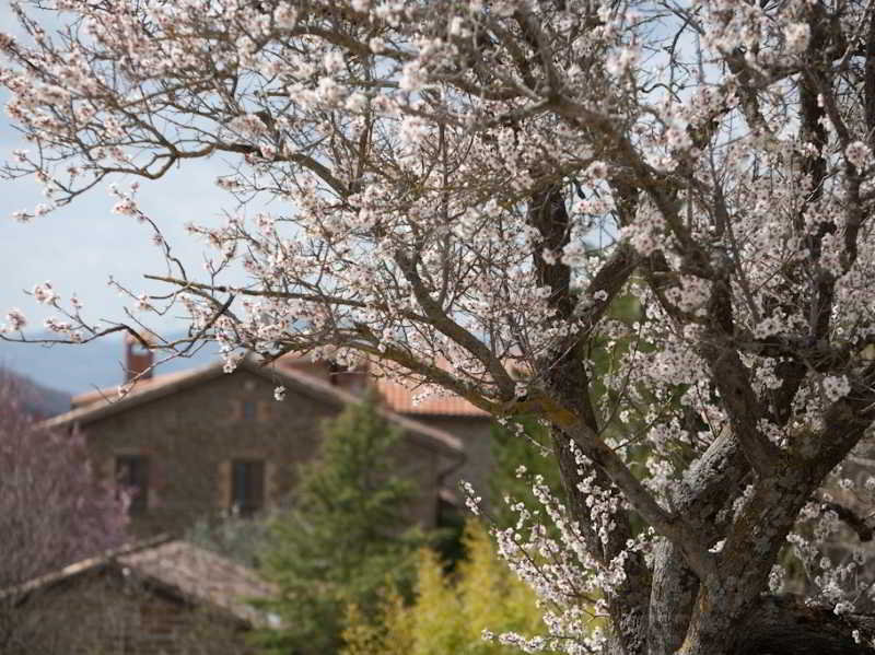 Guinzano image