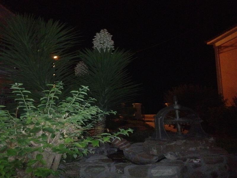 Michaelia image
