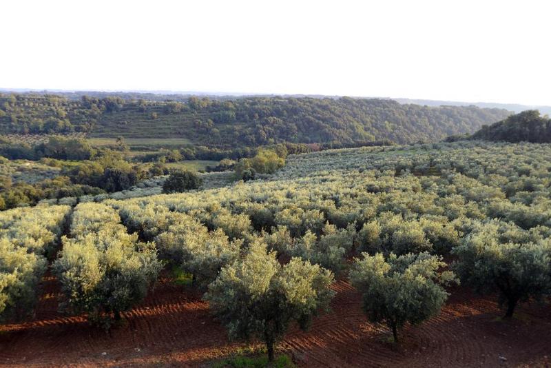 Agriturismo Le Carolee