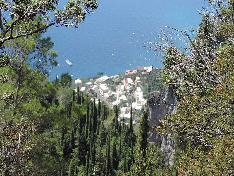 Nido Verde image
