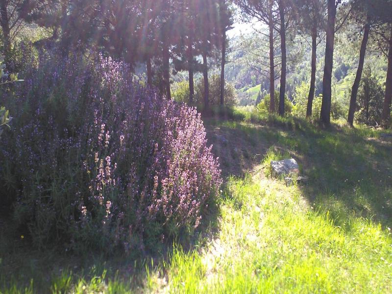 Agriturismo Il Gelso image