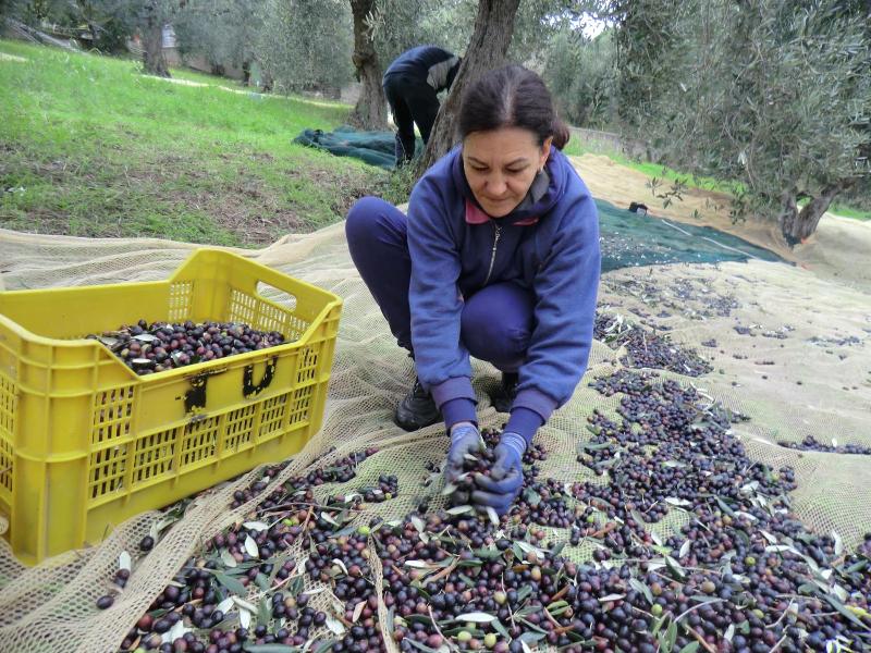 Agriturismo Il Gelso image