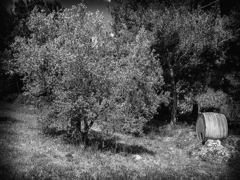 Agriturismo Il Gelso image