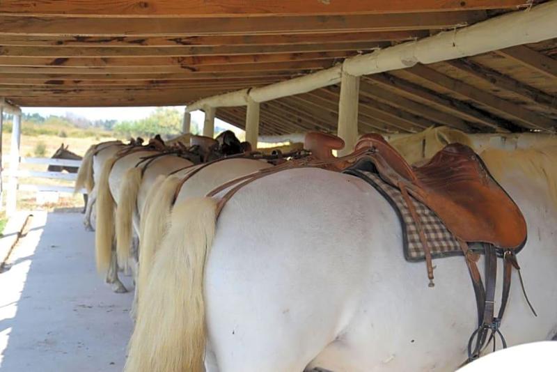 Mas De Sylvereal Camargue image