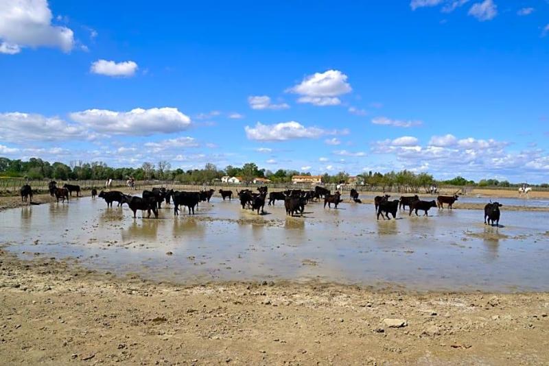 Mas De Sylvereal Camargue image