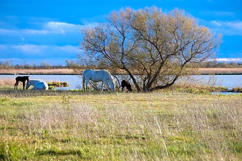 Mas De Sylvereal Camargue image