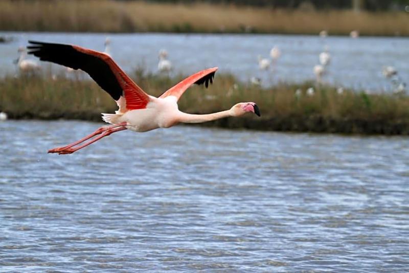 Mas De Sylvereal Camargue image