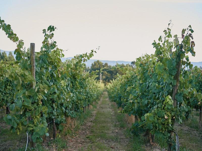 Unique Quinta Bouça Darques image