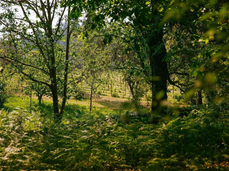 Unique Quinta Bouça Darques image
