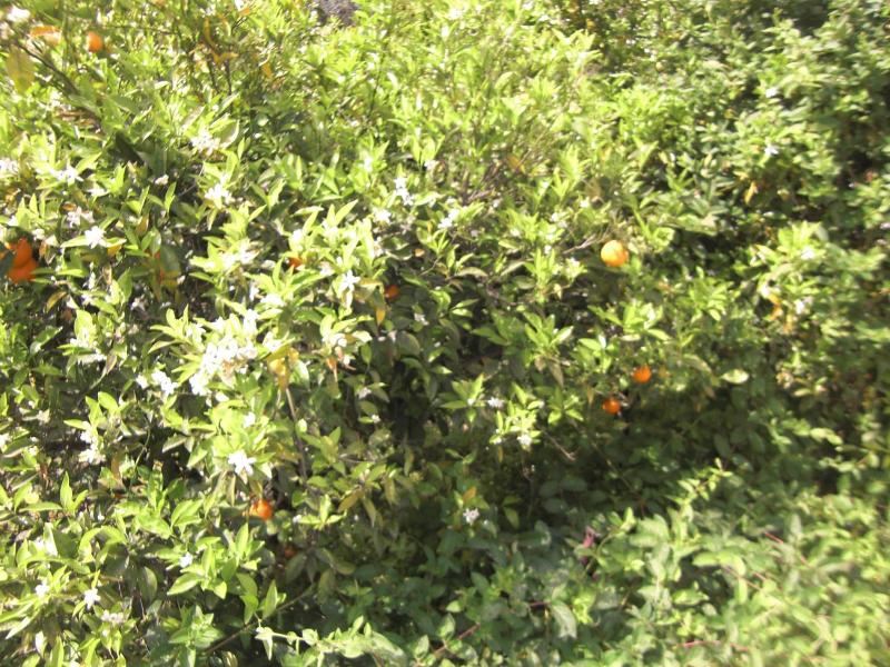Anthula Sun