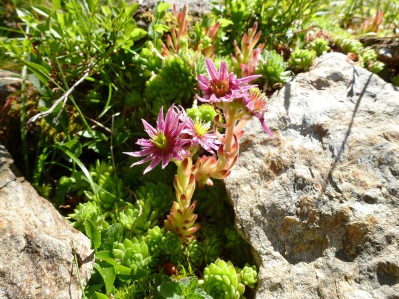 Natur Residenz Villgraten image