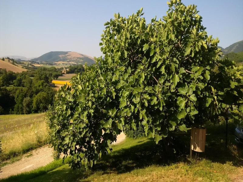 Country House Le Calvie image