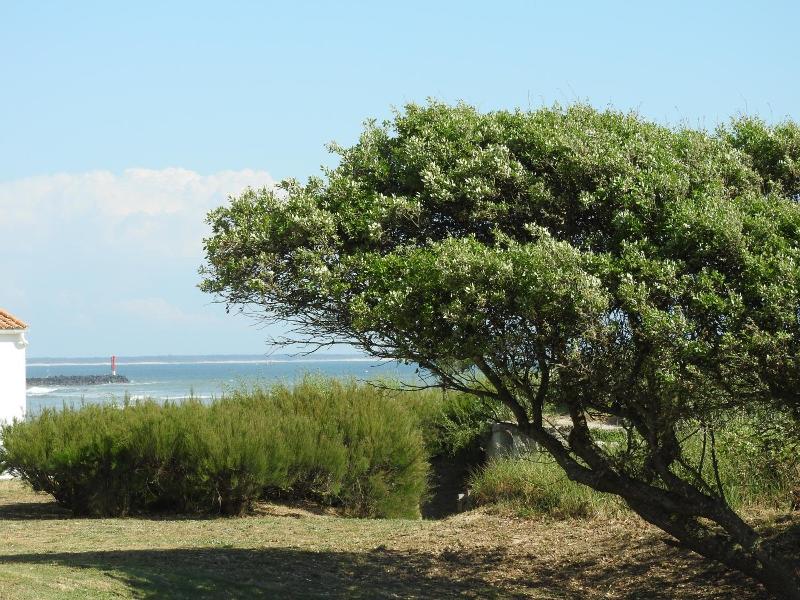 Ile De Lumiere image