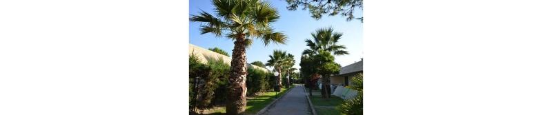 Alessidamo Club image