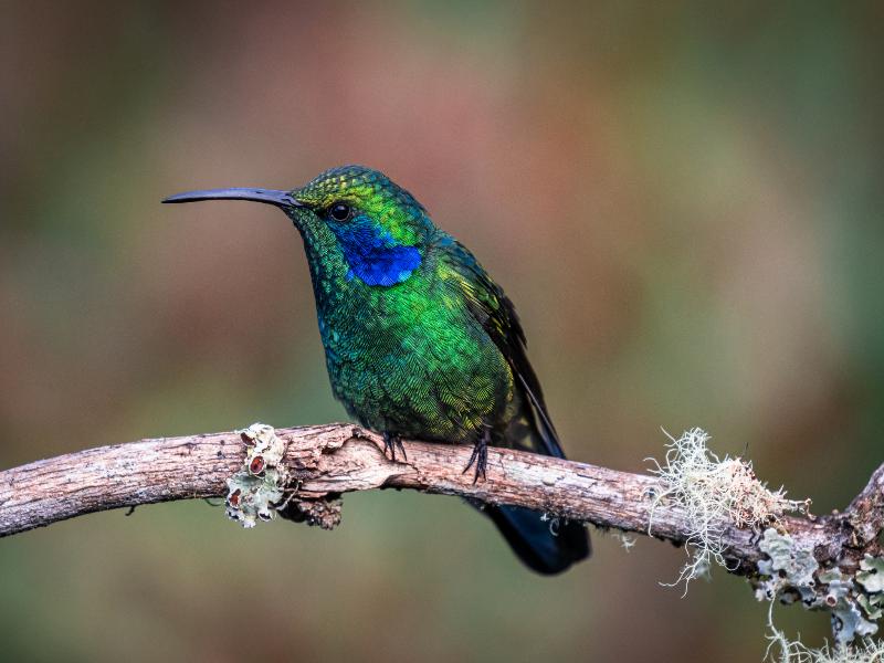 Dantica Cloud Forest Lodge image