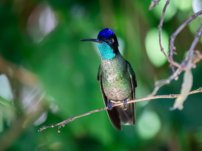 Dantica Cloud Forest Lodge image
