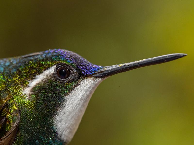Dantica Cloud Forest Lodge image