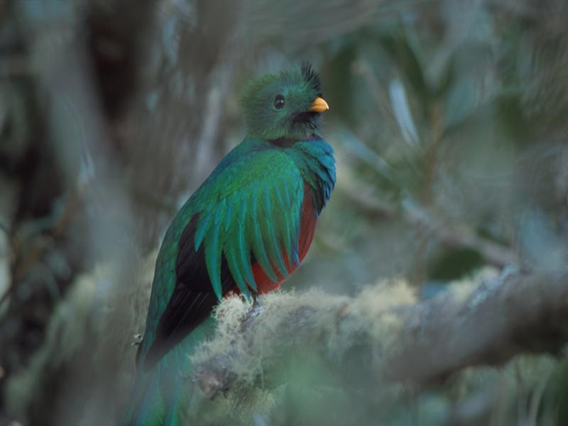 Dantica Cloud Forest Lodge image