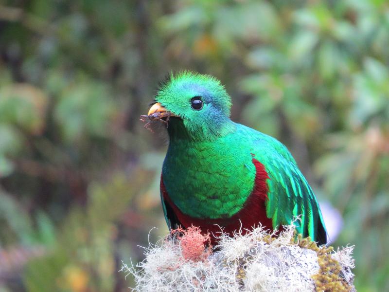 Dantica Cloud Forest Lodge image