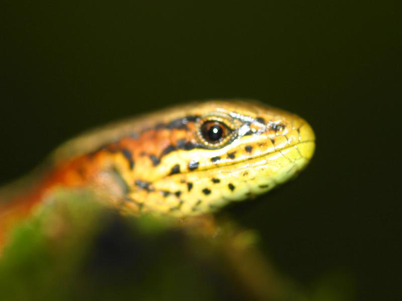 Dantica Cloud Forest Lodge image