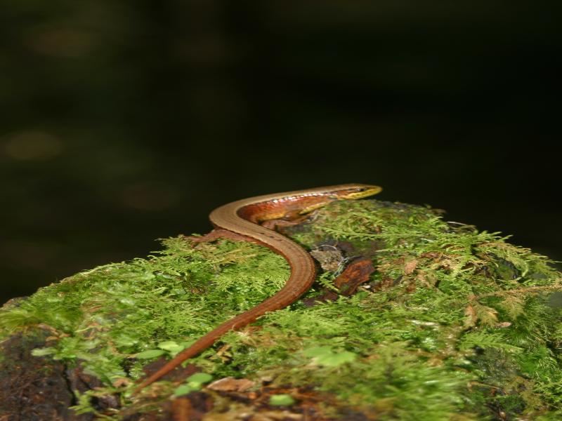 Dantica Cloud Forest Lodge image