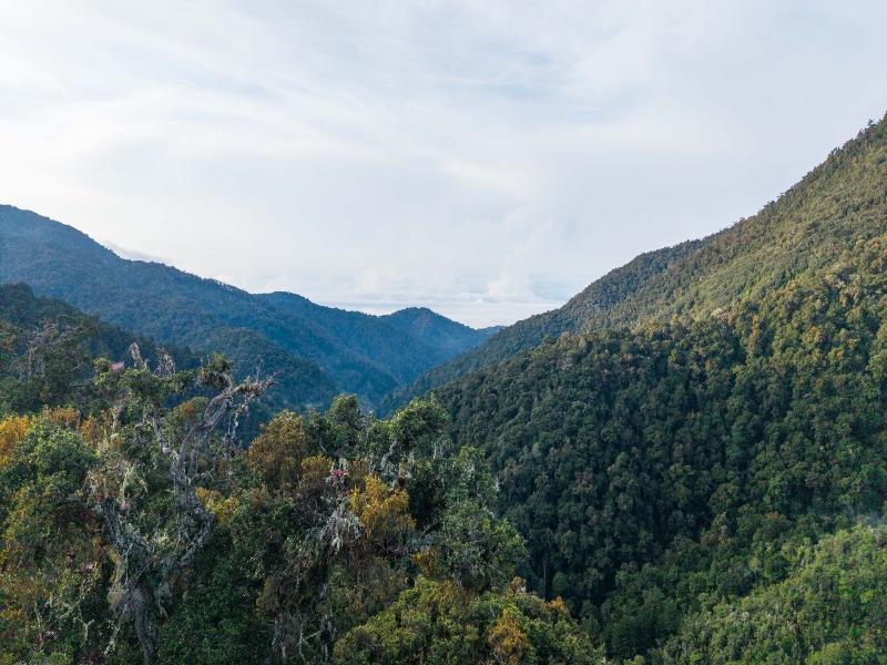 Dantica Cloud Forest Lodge image
