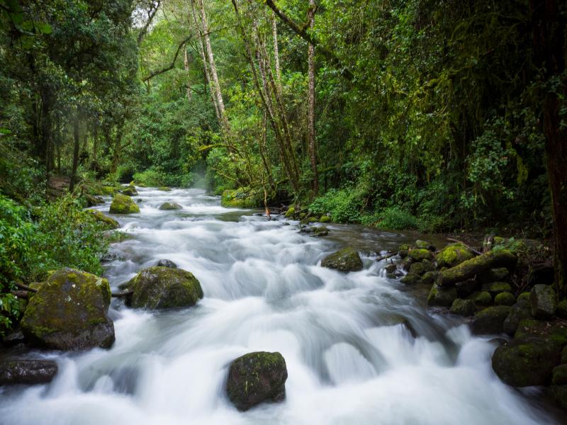 Dantica Cloud Forest Lodge image
