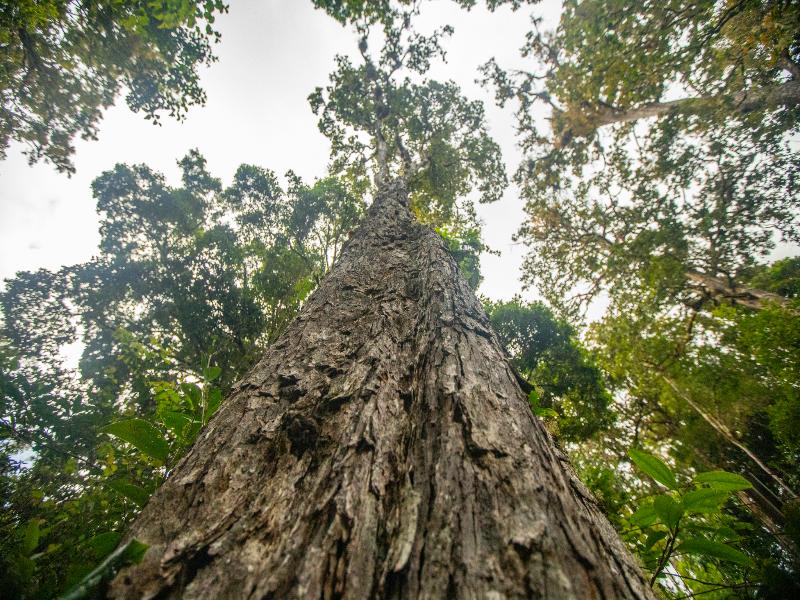 Dantica Cloud Forest Lodge image