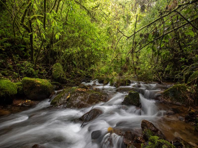 Dantica Cloud Forest Lodge image