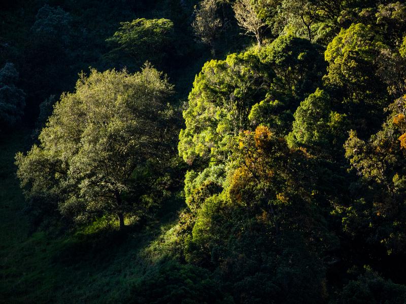 Dantica Cloud Forest Lodge image