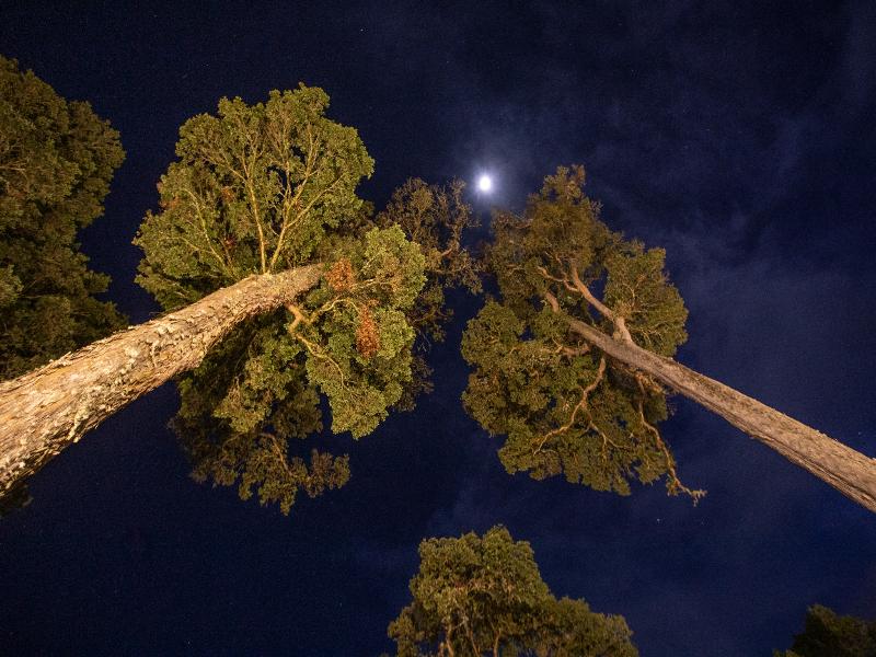 Dantica Cloud Forest Lodge image