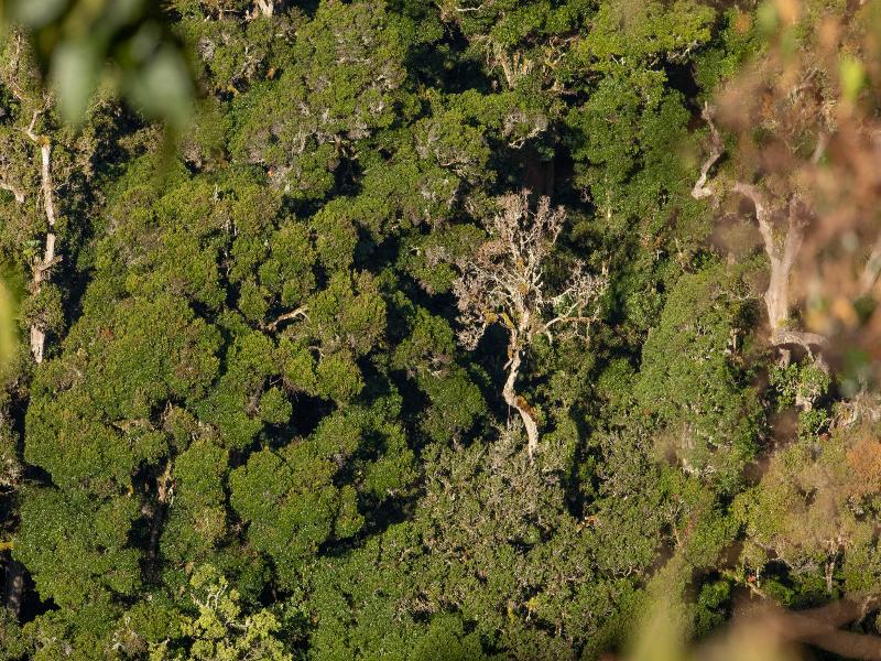 Dantica Cloud Forest Lodge image