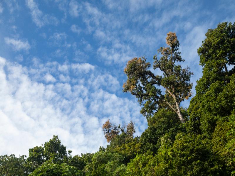 Dantica Cloud Forest Lodge image