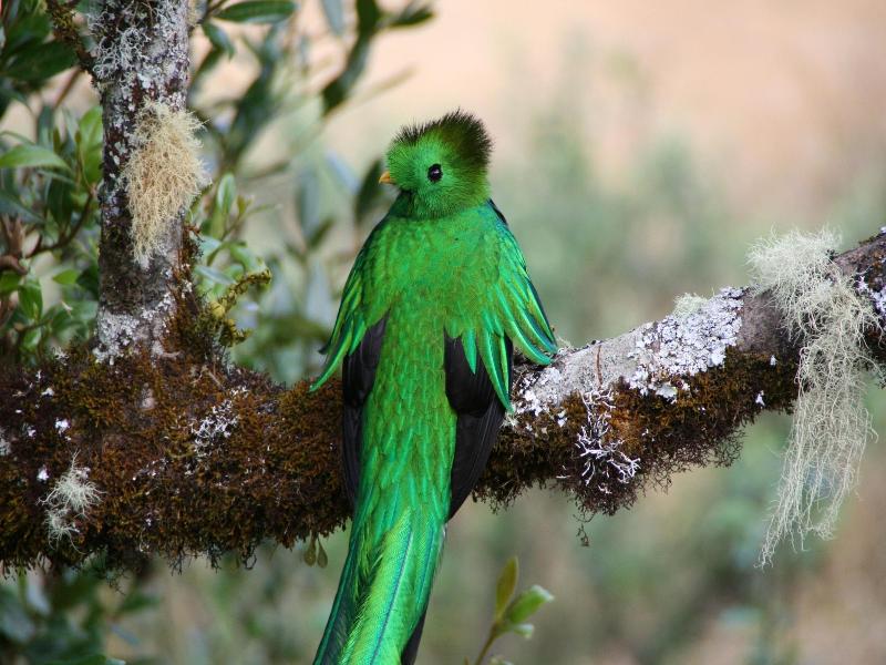 Dantica Cloud Forest Lodge image