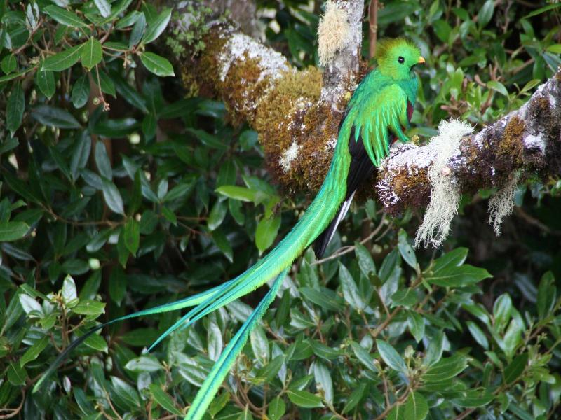 Dantica Cloud Forest Lodge image