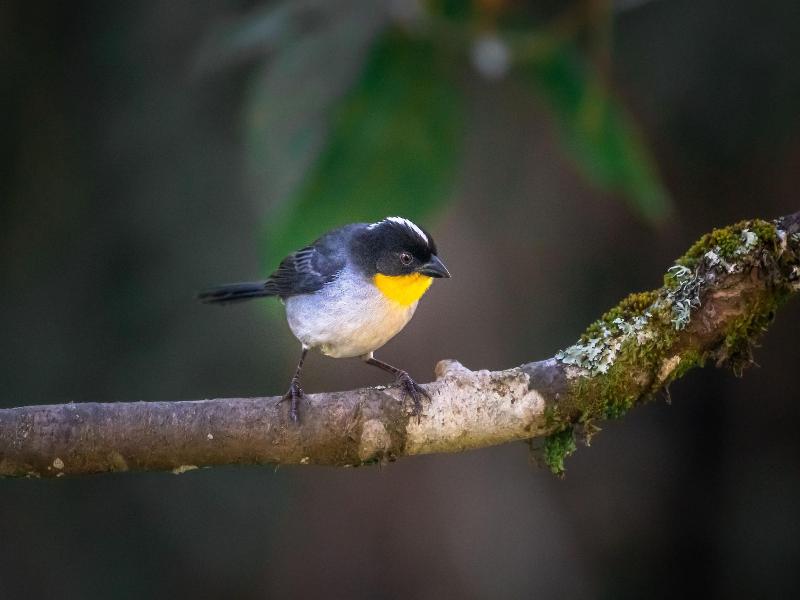 Dantica Cloud Forest Lodge image