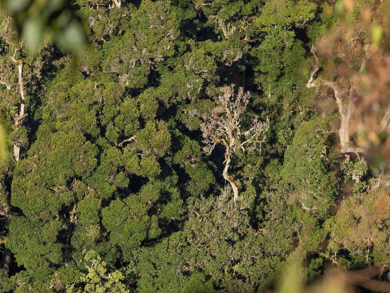 Dantica Cloud Forest Lodge image