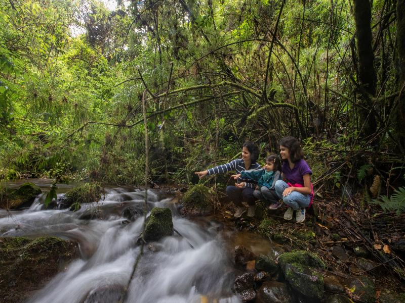 Dantica Cloud Forest Lodge image