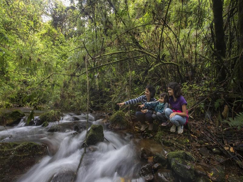 Dantica Cloud Forest Lodge image
