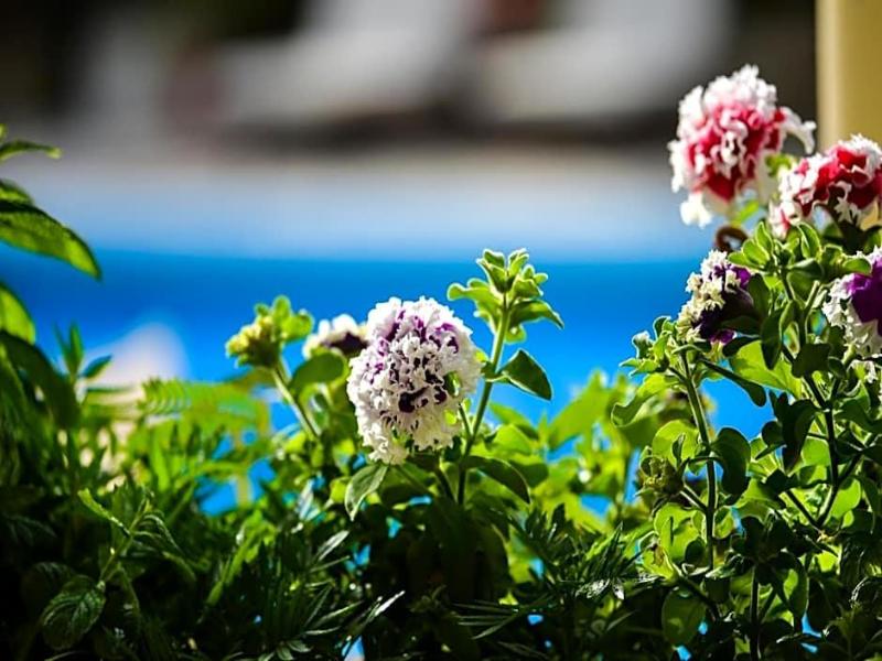 Paxos Club Resort image