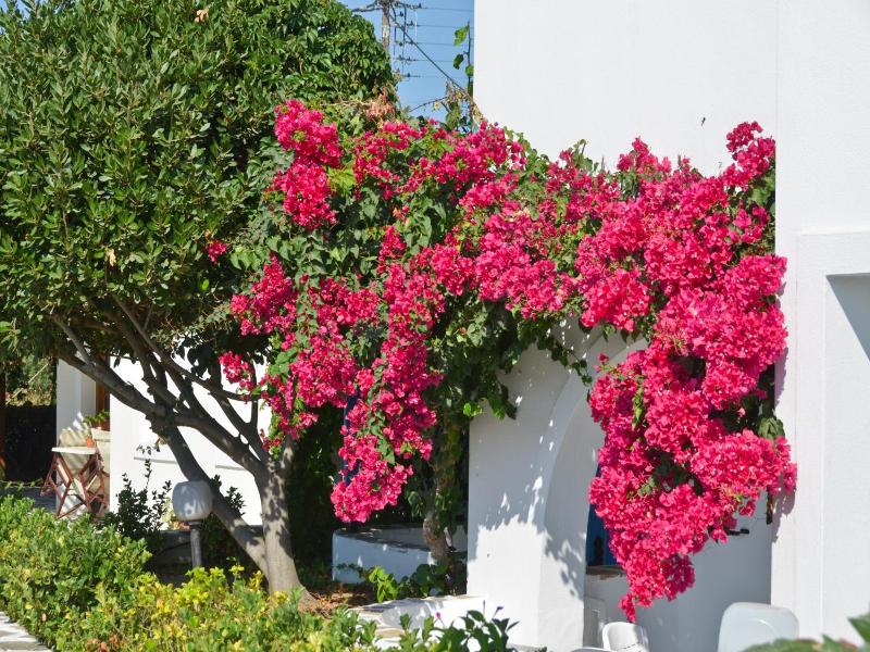Dilino Studios image