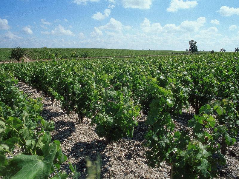 ibis Bordeaux Pessac Route des Vins image