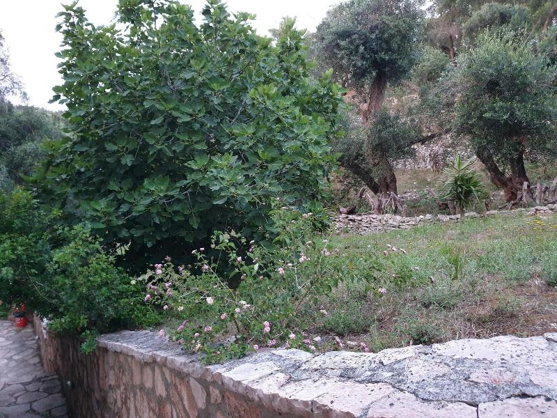Amfitriti image