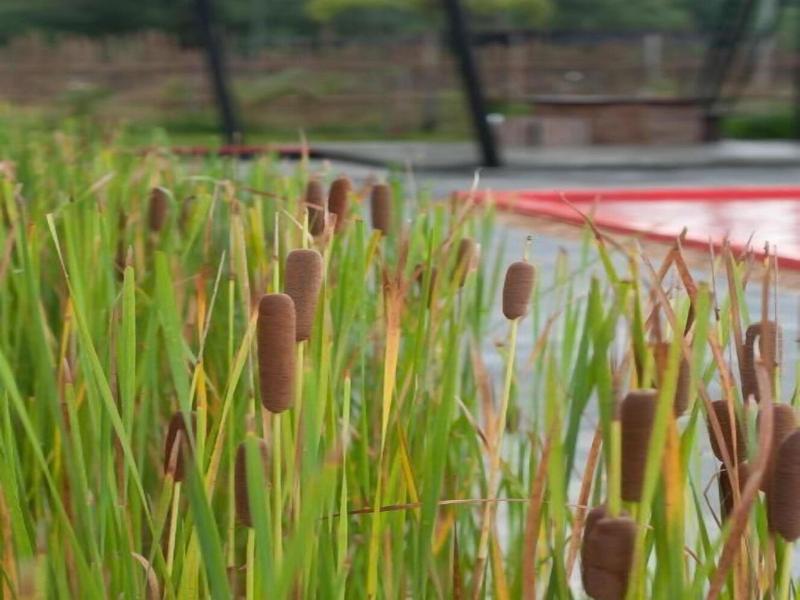 RedZ Resort image