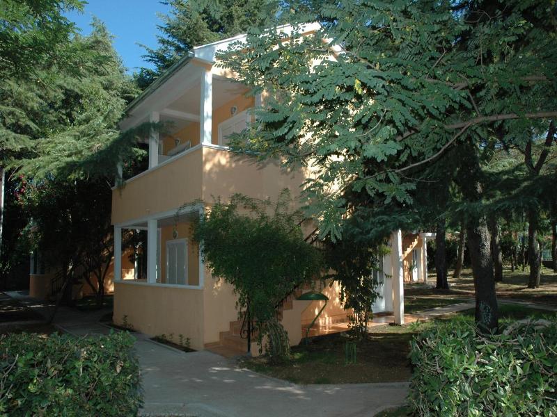 Kamelija image