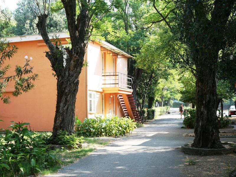 Kamelija image