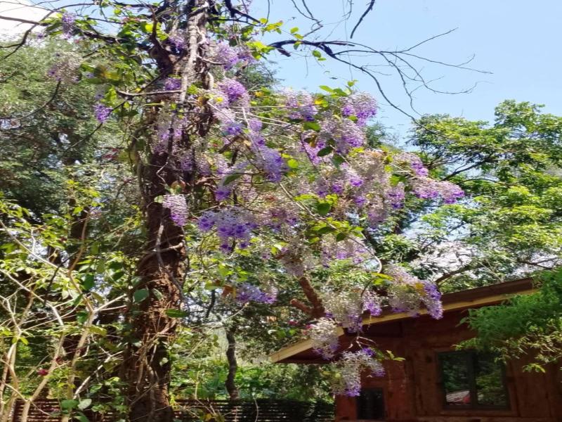 Saiyok River House image